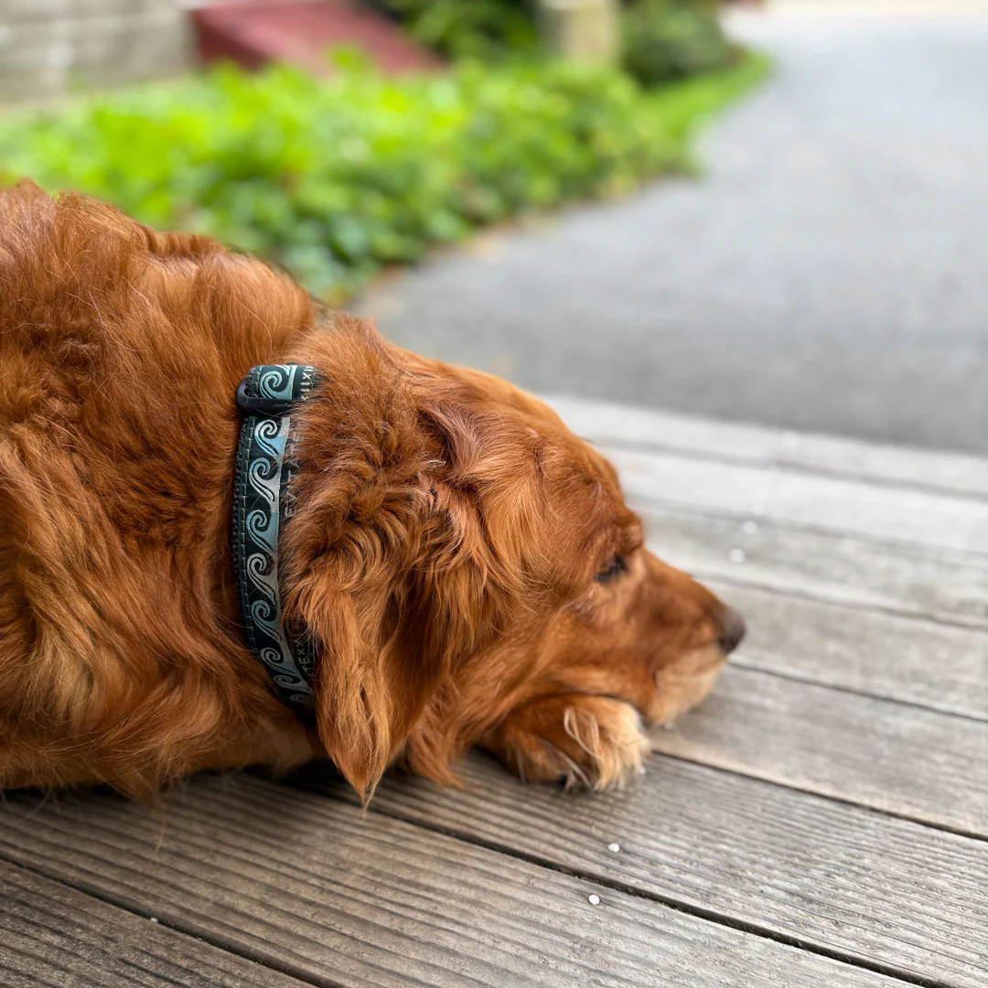 Levitate Dog Collar - Image 10