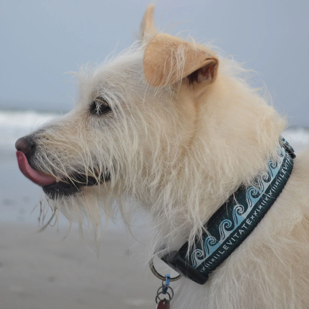 Levitate Dog Collar - Image 6