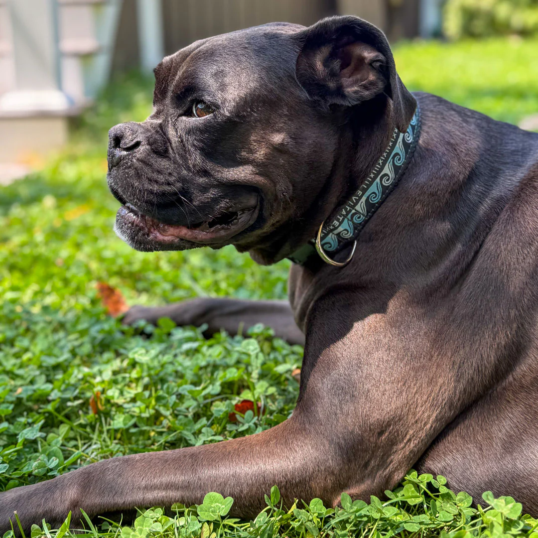 Levitate Dog Collar - Image 8